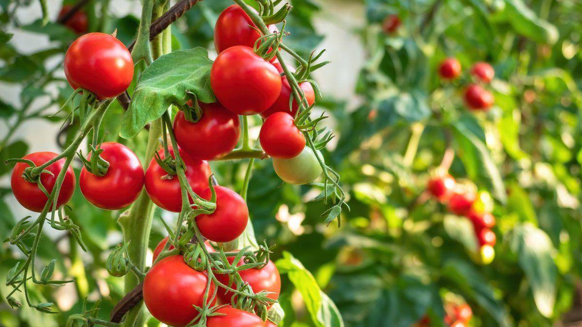 Jak zadbać o rosnące pomidory na działce? 🌱🍅