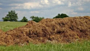 Jak Prawidłowo Zagospodarować Obornik jako Nawóz w Ogrodzie 🌱