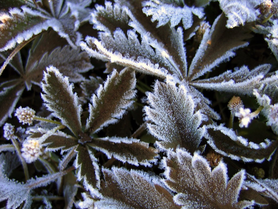 Dbając o Rośliny w Zimę: Praktyczne Porady na Mroźne Noce